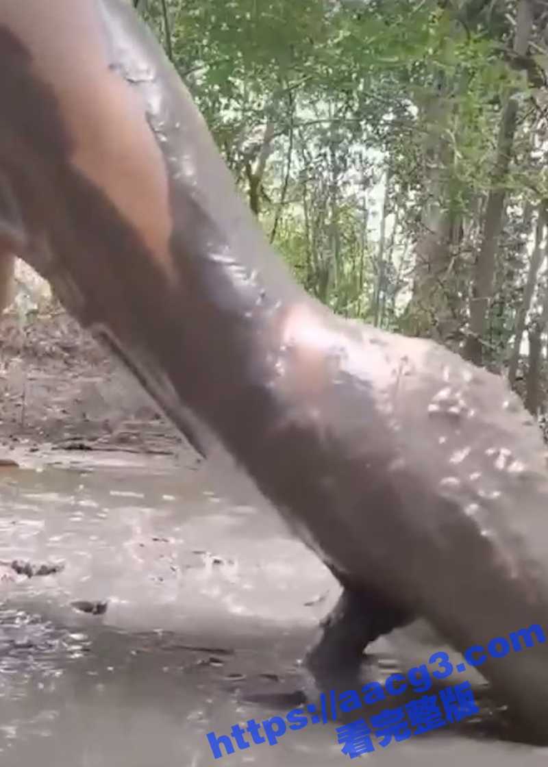 见过逆天印度阿三日天日地日空气的 你见过三哥掏出老二稀泥坑里对着泥巴一顿插的嘛？ - 51吃瓜网-51吃瓜网